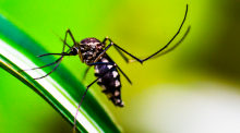 Ação educativa Faxina Verde da FURB leva conhecimento e prevenção contra o mosquito da dengue  