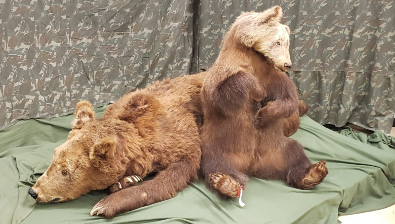 Sala Fritz Muller ursos