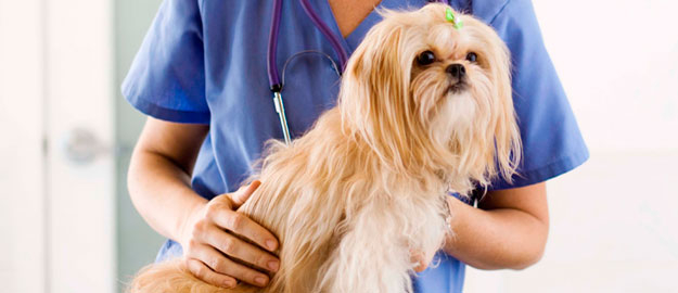 Medicina Veterinária promove campanha de prevenção do câncer de mama em cadelas