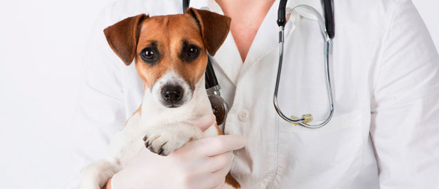 Medicina veterinária discute a ciência na globalização